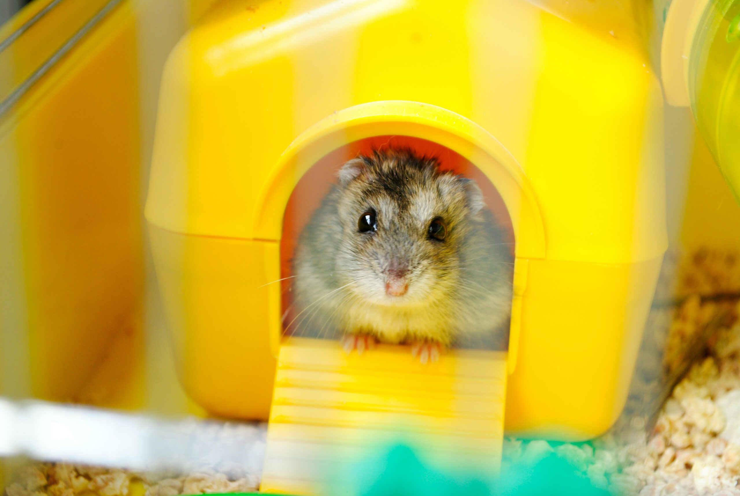 schildpad suspensie Uitstroom Hoe groot moet een hamsterkooi (minimaal) zijn? - Hamstr.nl