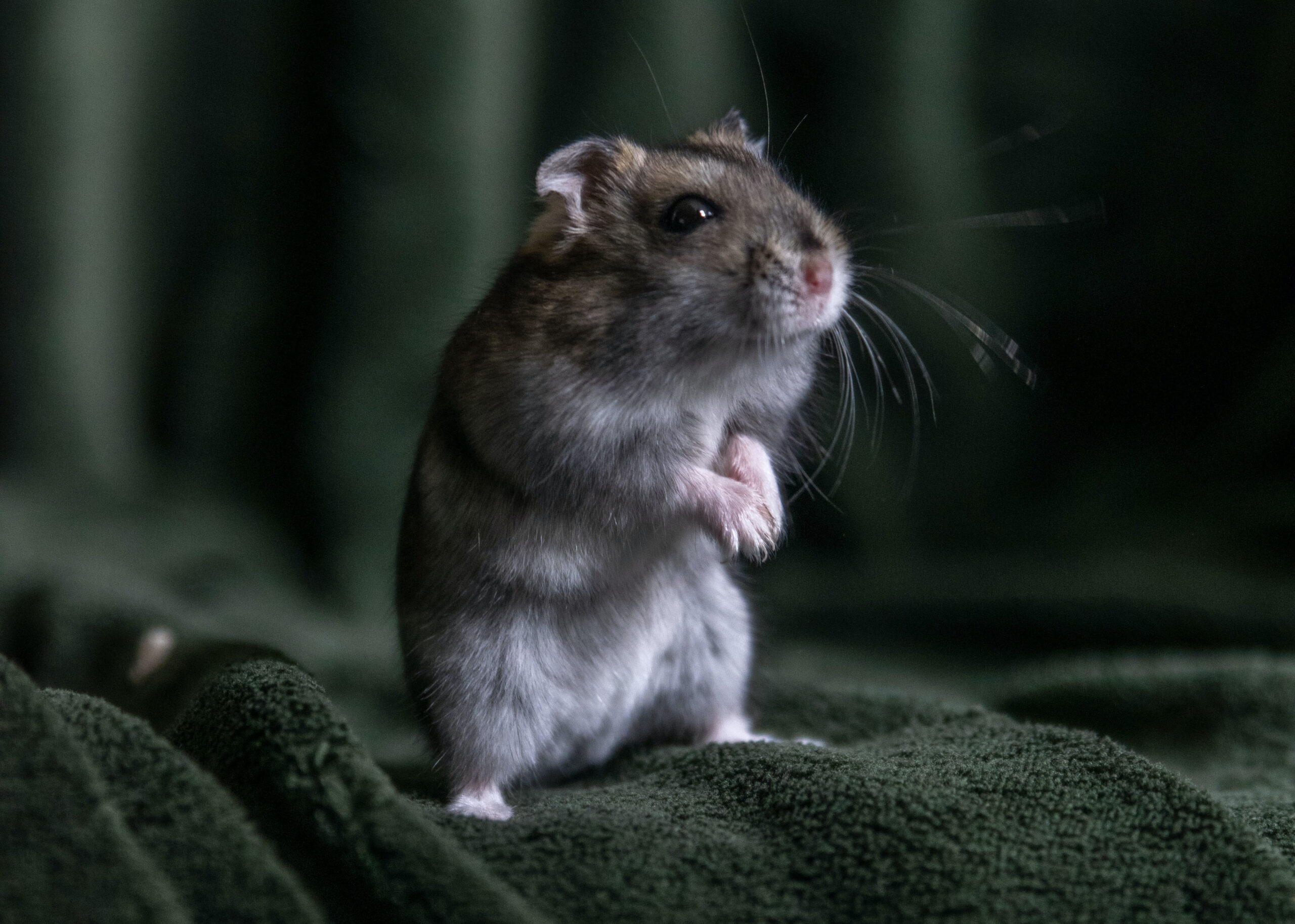 Hoe oud kan een hamster worden? - Hamstr.nl